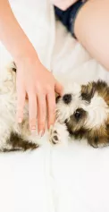 top view active small puppy playing with caucasian woman while lying bed playful pet owner scratching belly her excited shih tzu dog