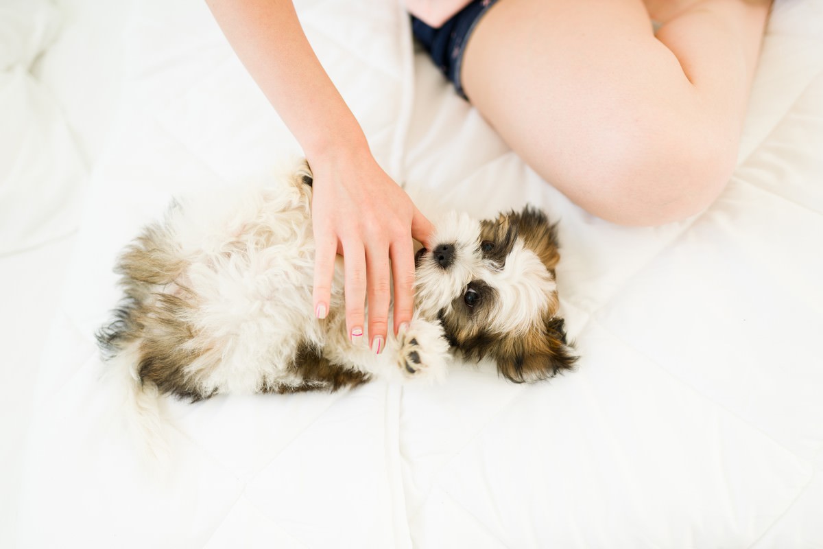 top view active small puppy playing with caucasian woman while lying bed playful pet owner scratching belly her excited shih tzu dog